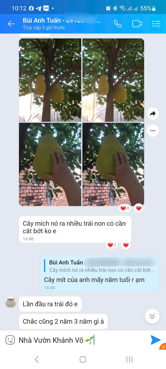 Cây Mít ruội đỏ