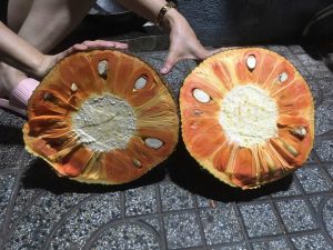 Cây Mít ruội đỏ