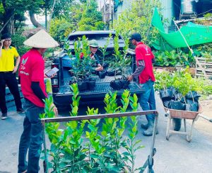 Cây Chanh Vàng Mỹ
