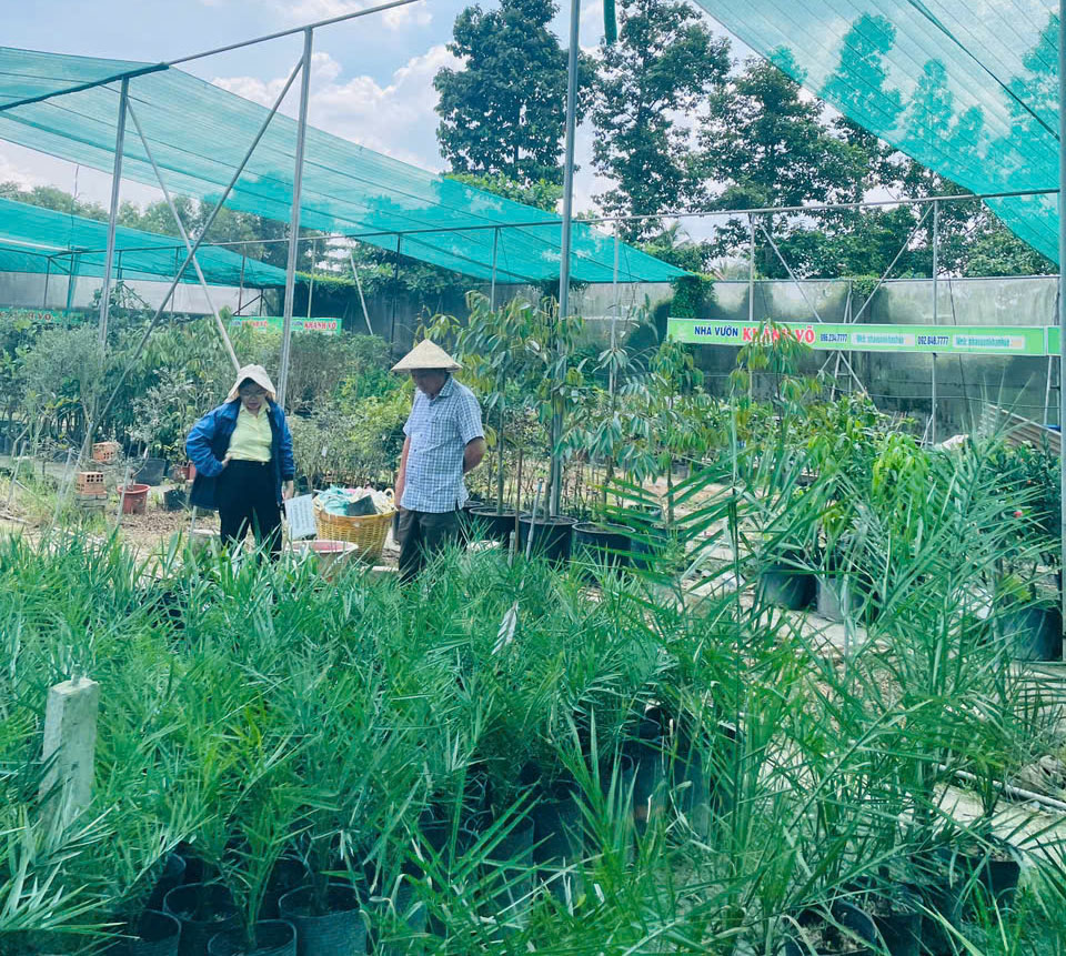 trồng chà là cấy mô