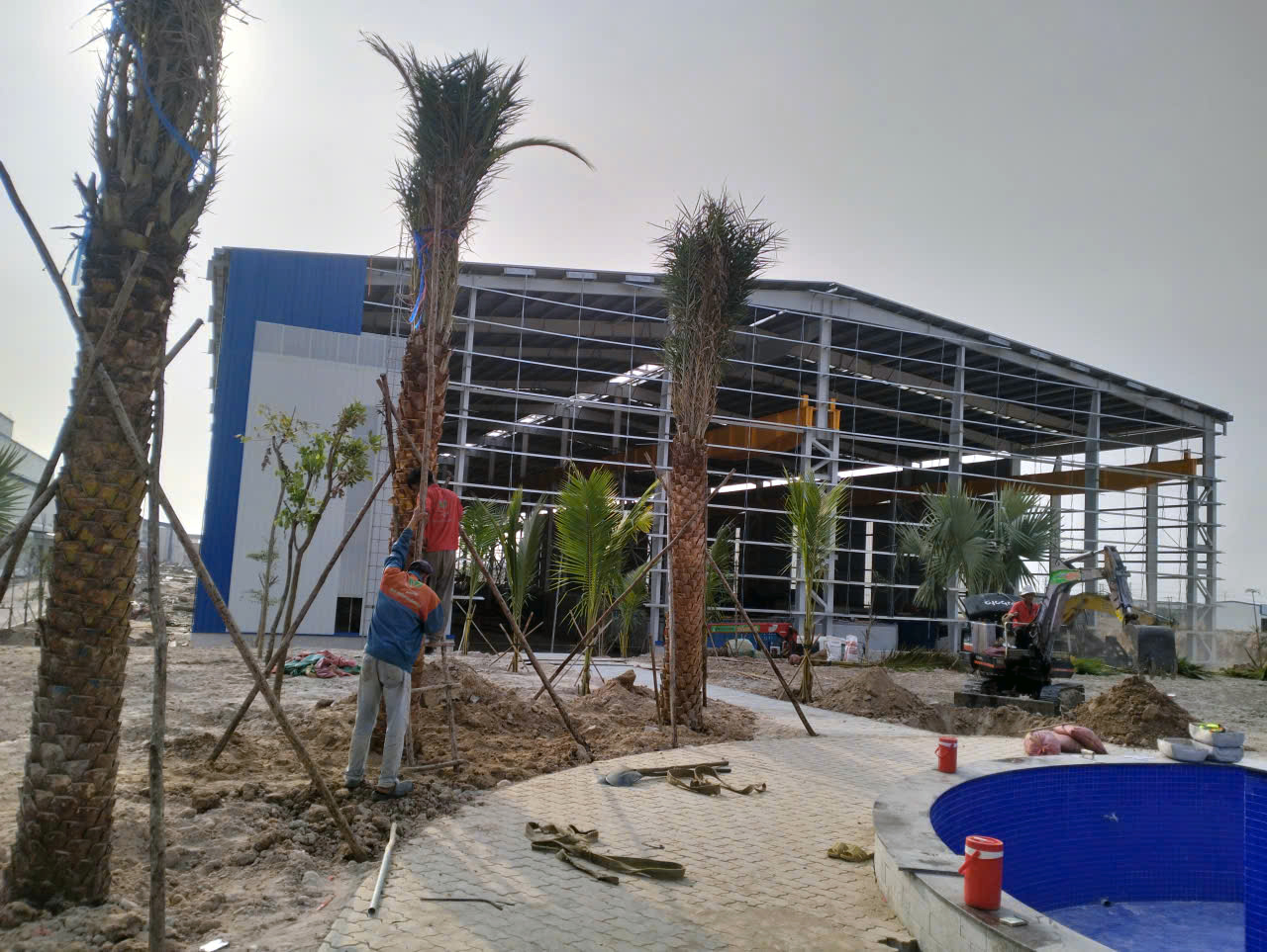 Thi công trồng cây chà là công trình tại nhà máy Tôn Nam Kim