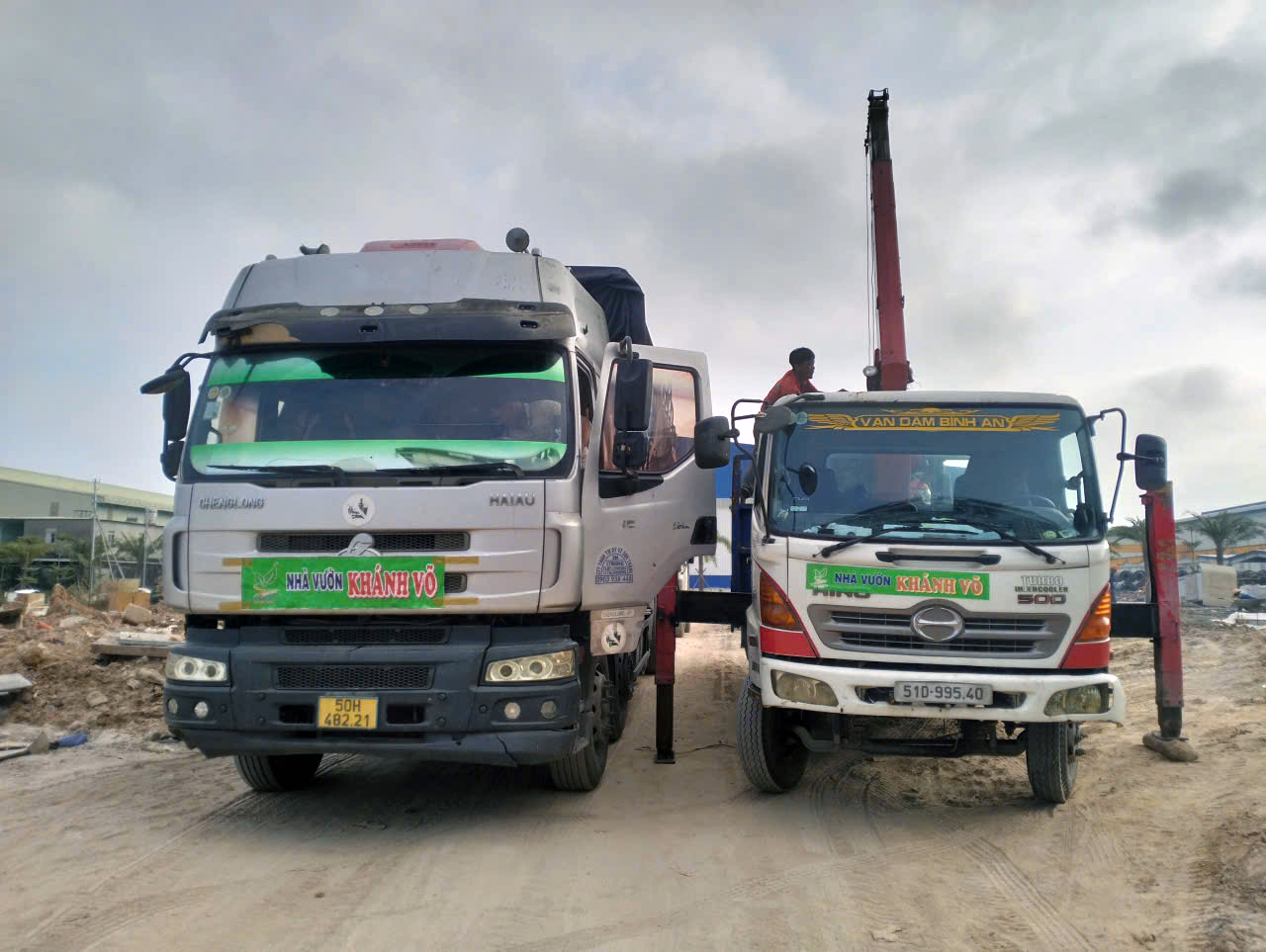 Thi công trồng cây chà là công trình tại nhà máy Tôn Nam Kim