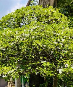 Hoa Mai Chiếu Thuỷ