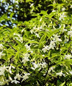 Hoa Mai Chiếu Thuỷ