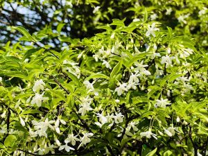 Hoa Mai Chiếu Thuỷ