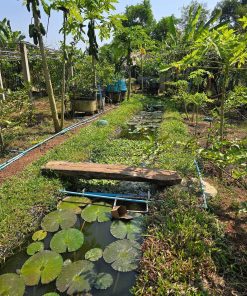 KHÁNH VÕ FARMSTAY – VƯỜN RIÊNG, SỐNG XANH, NGHỈ DƯỠNG GIỮA THIÊN NHIÊN